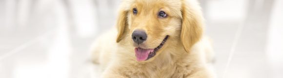 What To Look For When Taking Your Pet To An Animal Hospital Timonium MD