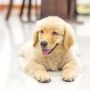 What To Look For When Taking Your Pet To An Animal Hospital Timonium MD