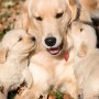Do Puppies Really Need Dog Shots in Mesa, AZ
