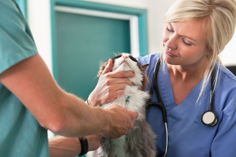 Rely on Professional Dog Grooming in Elkhorn NE for Your Furry Friend