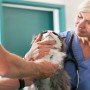 Make Sure Your Pet Is Protected from Diseases with Pet Vaccinations