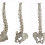 Take Care of Your Spine