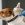 The Benefits That You Can Reap from Taking Your Pet to the Vet