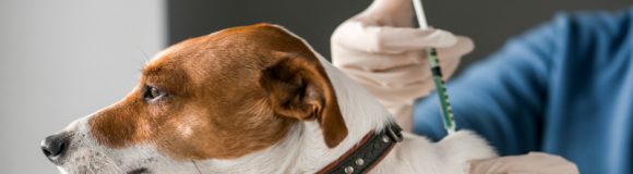 The Benefits That You Can Reap from Taking Your Pet to the Vet
