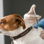 The Benefits That You Can Reap from Taking Your Pet to the Vet